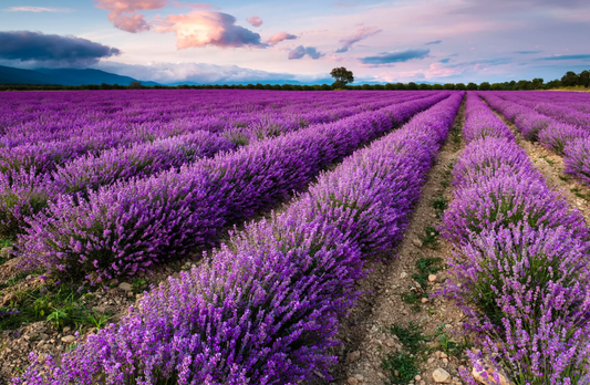 Say Bye to Stress with Bulgarian Lavender - Shophouse Studio